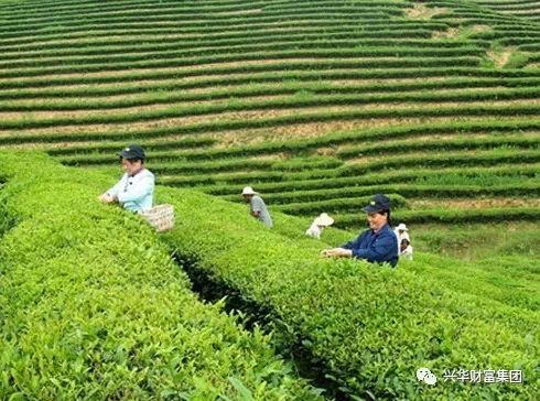赏金女王
